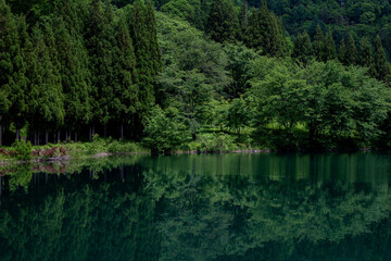 湖面に映る新緑の森　中綱湖　長野県大町市