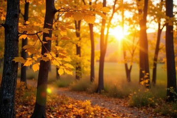 Golden aspen leaves backlit by warm autumn sun , photography, Aspen, october