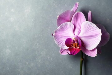 Graceful pink & white orchid, isolated on a textured grey , orchid bloom, image