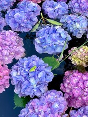 紫陽花の上に乗る小さいカエル