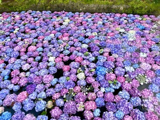 水に浮かぶ色とりどりの紫陽花