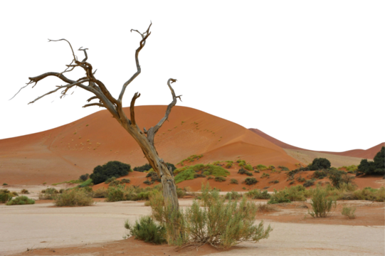 Joshua tree national park