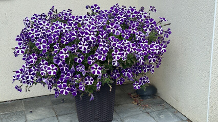 A beautiful pot of purple and white star-patterned petunias