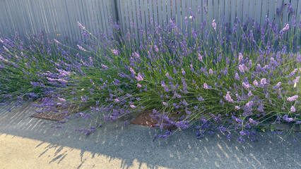 A blooming lavender bush border along a path in a sunny garden