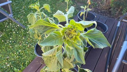 A young sunflower plant with a closed bud ready to bloom