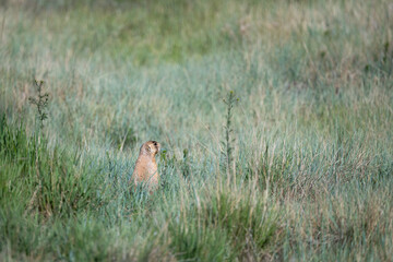 Prairie dog sitting up and alert, in a prairie dog village habitat located in a grass meadow in Bryce Canyon National Park, Utah
