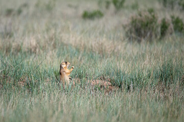 Prairie dog sitting up and eating grass, in a prairie dog village habitat located in a grass meadow in Bryce Canyon National Park, Utah
