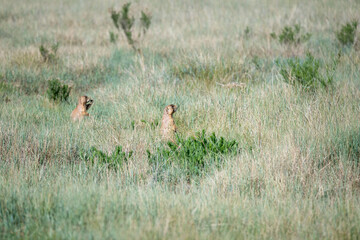 Prairie dog sitting up and eating grass, in a prairie dog village habitat located in a grass meadow in Bryce Canyon National Park, Utah
