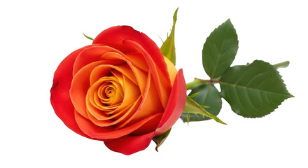 Fototapeta premium Orange And Red Rose Flower Closeup