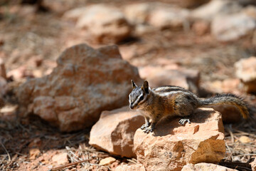 Curious utica chipmunk on the Queens Garden Trail, Bryce Canyon National Park, Utah
