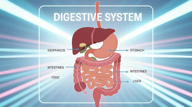 Human digestive system animated anatomy illustration