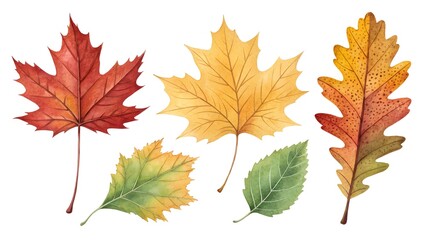 "Set of isolated autumn leaves — maple, oak, birch, rowan — in watercolor style with transparent background, realistic edges and natural textures"
