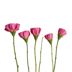 Delicate Pink Flowers with Green Stems Displayed on a White Background for Decorative or Artistic Use