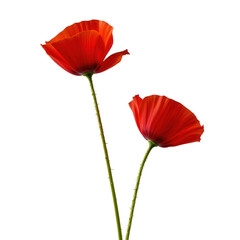 Vibrant Red Poppy Flowers with Delicate Petals Against a Pure White Background