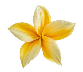 plumeria flower isolated on white background