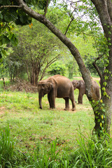 Fototapeta premium elephant in the forest