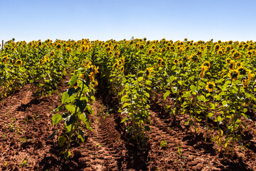 Field of sunflowers under blue sky in plantation in Brazil