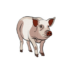 Pig