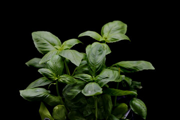 Vibrant Green Basil Plant