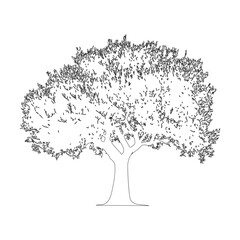 Obraz premium オリーブの木の線画イラスト_3