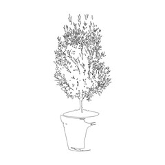 オリーブの鉢植えの線画イラスト_2