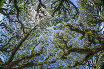Ancient tropical forest. Woodland walk past giant trembesi trees with huge trunks and branches at Jawatan Benculuk Banyuwangi. Travel destination in Jawa island, Indonesia.