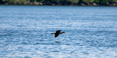 Birds in flight