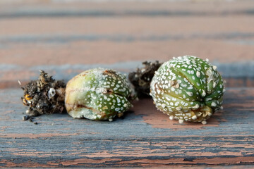 Obraz premium Little cactus on small pot, plant for decoration, soft focus.