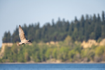 Seagull in Flight