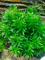 The plant in the picture is an ornamental plant often called "Green Broccoli" or "Green Broccoli Akalipa" (Euodia ridleyi). a beautiful plant for home decoration