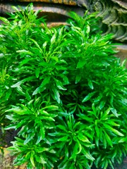 The plant in the picture is an ornamental plant often called "Green Broccoli" or "Green Broccoli Akalipa" (Euodia ridleyi). a beautiful plant for home decoration