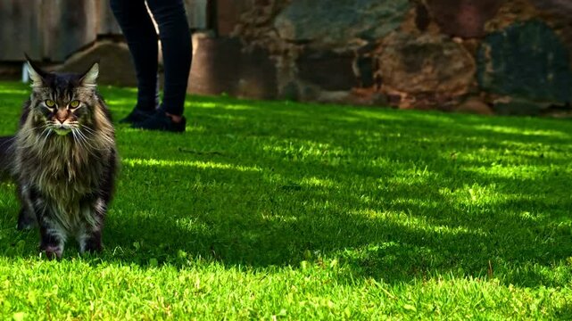 Beautiful mainecoon cat walking on green grass near homestead
