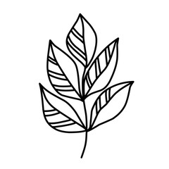 branch leaf line vector