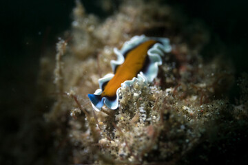 nudibranch and sea slug in lembeh ocean