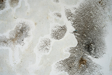 A weathered white wall marred by dark patches of mold, mildew, and green moss. This grunge texture...