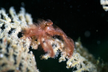 shrimp and crab in lembeh ocean