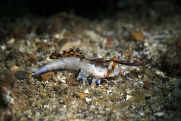 marine life in lembeh ocean