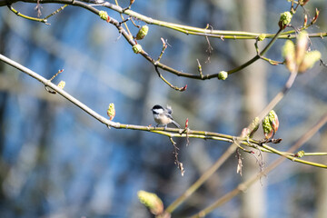 Chickadee