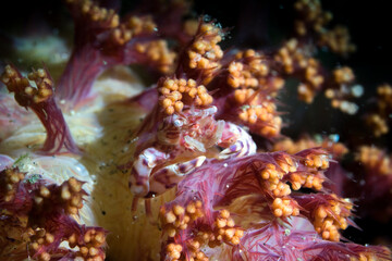 shrimp and crab in lembeh ocean