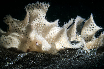 marine life in lembeh ocean