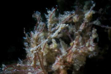 lembeh sea dragon in lembeh ocean