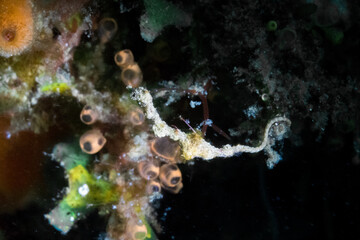 lembeh sea dragon in lembeh ocean