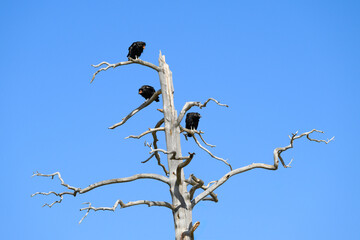 Rare and critically endangered California Condors, juvenile and adults, perched in dead tree in...