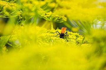 Thisbe's Tarantula Hawk Wasp pollinating the yellow flowers blooming on a dill plant in a desert garden in Mount Carmel, Utah
