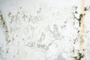 A weathered white wall marred by dark patches of mold, mildew, and green moss. This grunge texture...