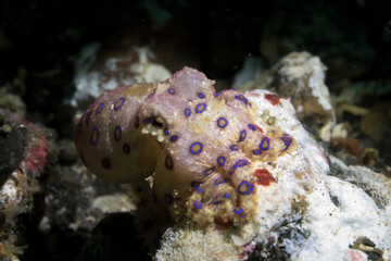 Blue-ringed octopus in lembeh ocean