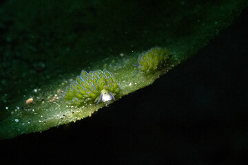 sheep nudibranch in lembeh ocean