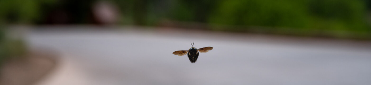 Solid black Carpenter Bee flying in Zion National Park, Utah
