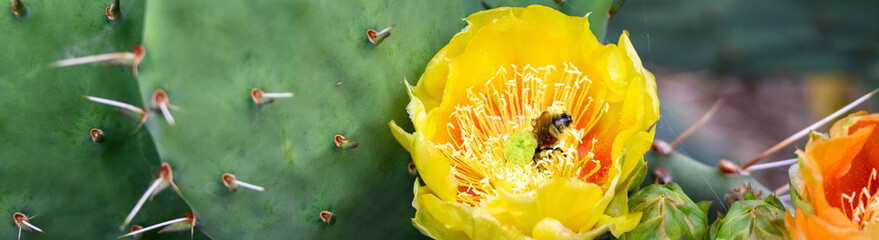 Bumble bee pollinating a bright yellow flower blooming on a Prickly Pear Cactus plant in Zion National Park, Utah
