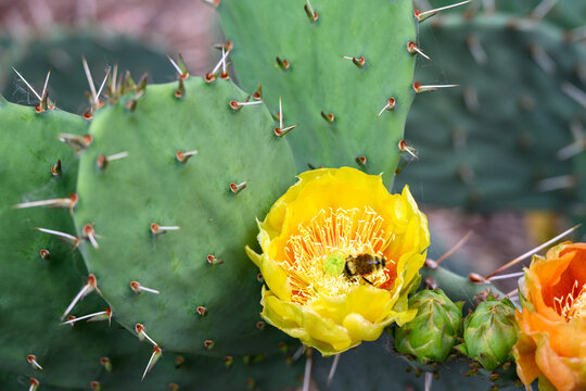Bumble bee pollinating a bright yellow flower blooming on a Prickly Pear Cactus plant in Zion National Park, Utah
- Powered by Adobe